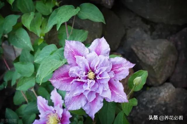 下载pⅰ钱包_tp钱包下载不了怎么办_钱包app官网下载