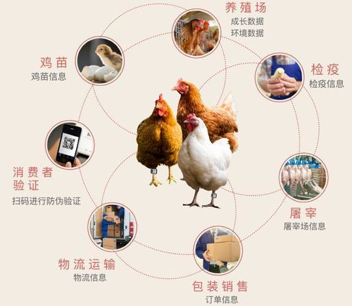 鸡区块链,区块链技术如何让“走步鸡”成为高价农产品典范